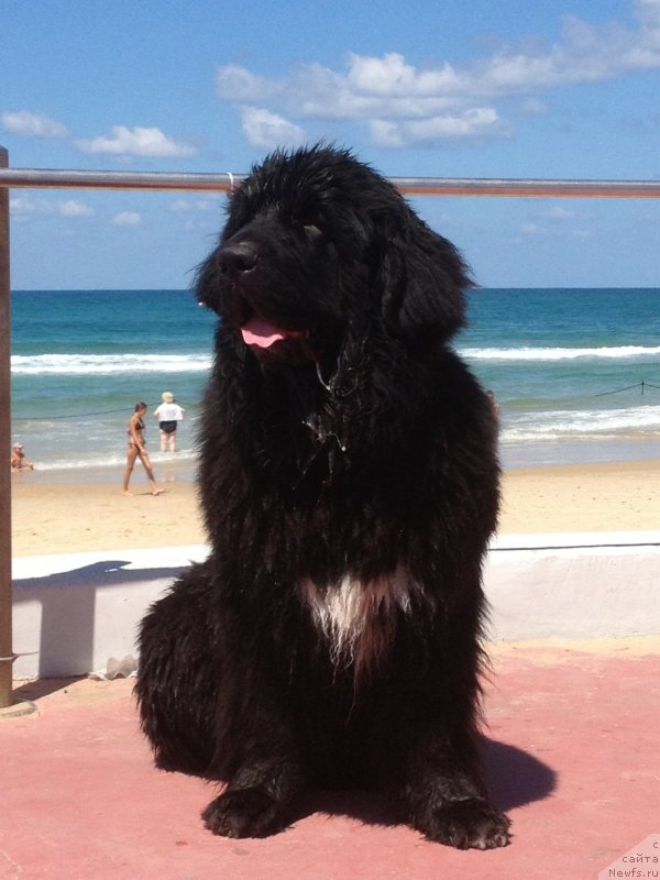 Фото: ньюфаундленд Pitern'yuf CHao-Kakao (Питерньюф Чао-Какао)