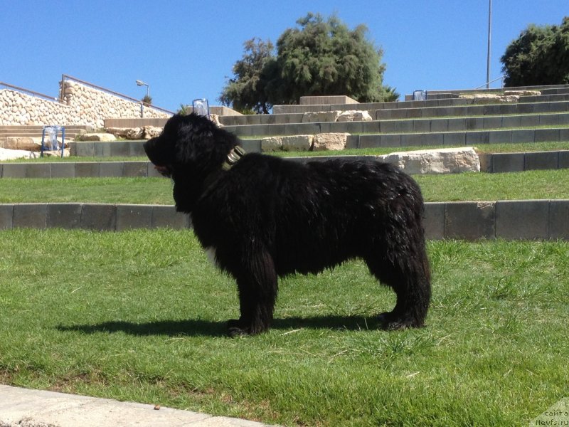 Фото: ньюфаундленд Pitern'yuf CHao-Kakao (Питерньюф Чао-Какао)