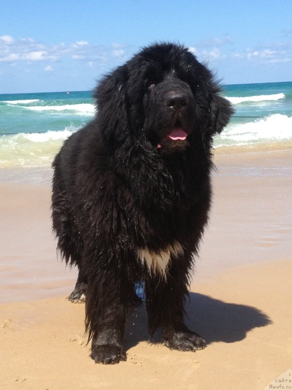 Фото: ньюфаундленд Pitern'yuf CHao-Kakao (Питерньюф Чао-Какао)