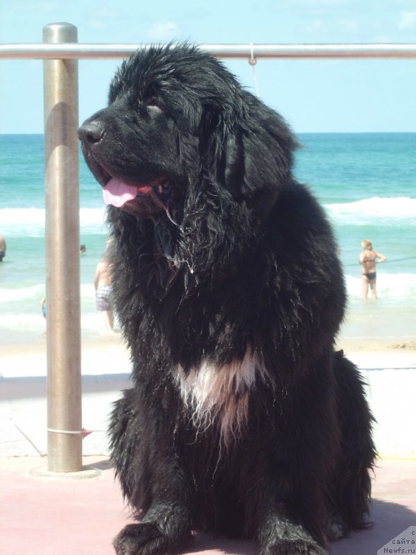 Фото: ньюфаундленд Pitern'yuf CHao-Kakao (Питерньюф Чао-Какао)
