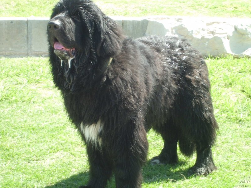 Фото: ньюфаундленд Pitern'yuf CHao-Kakao (Питерньюф Чао-Какао)