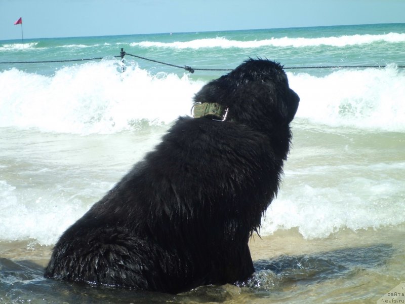 Фото: ньюфаундленд Pitern'yuf CHao-Kakao (Питерньюф Чао-Какао)