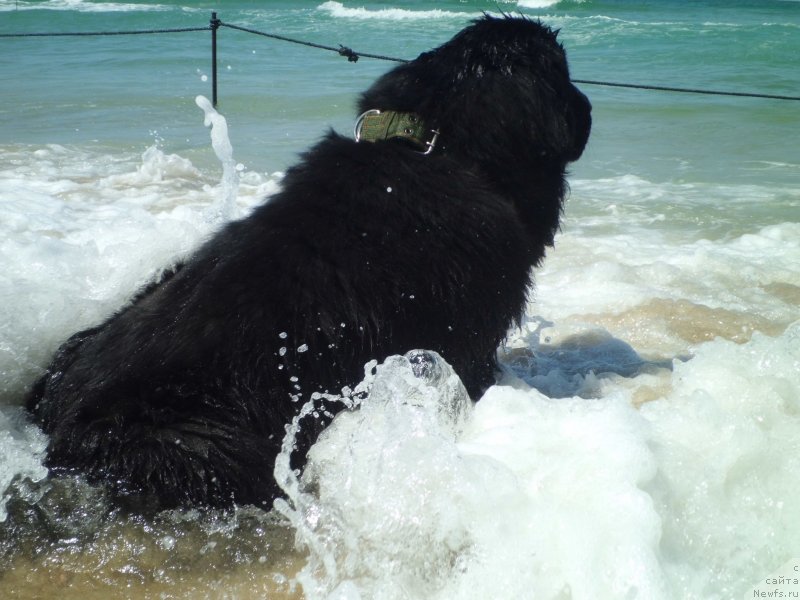 Фото: ньюфаундленд Pitern'yuf CHao-Kakao (Питерньюф Чао-Какао)