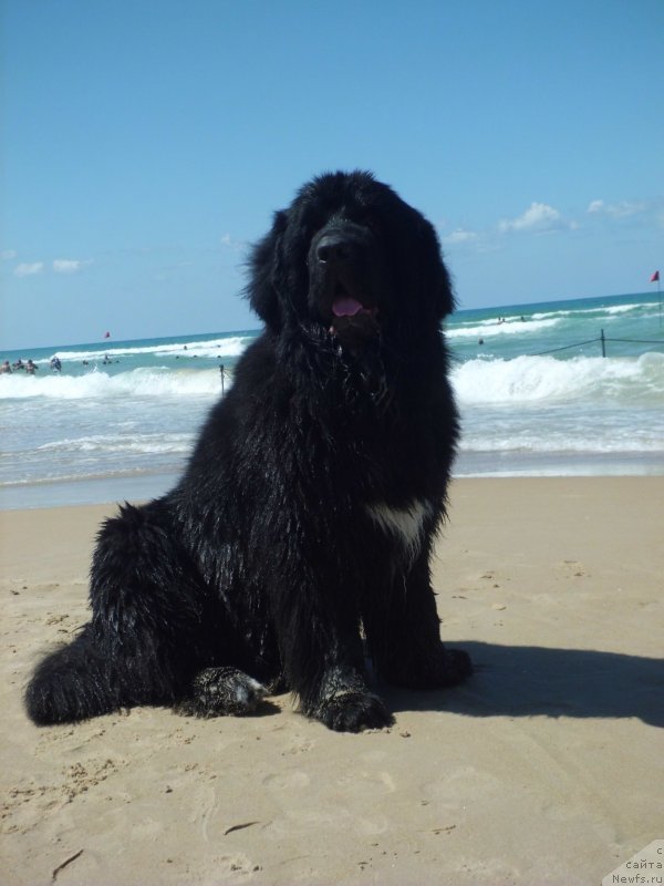 Фото: ньюфаундленд Pitern'yuf CHao-Kakao (Питерньюф Чао-Какао)