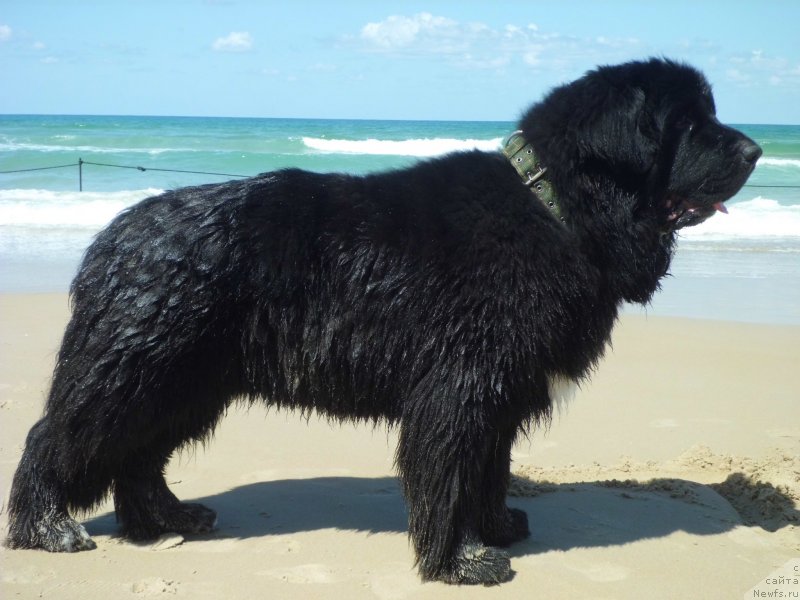 Фото: ньюфаундленд Pitern'yuf CHao-Kakao (Питерньюф Чао-Какао)
