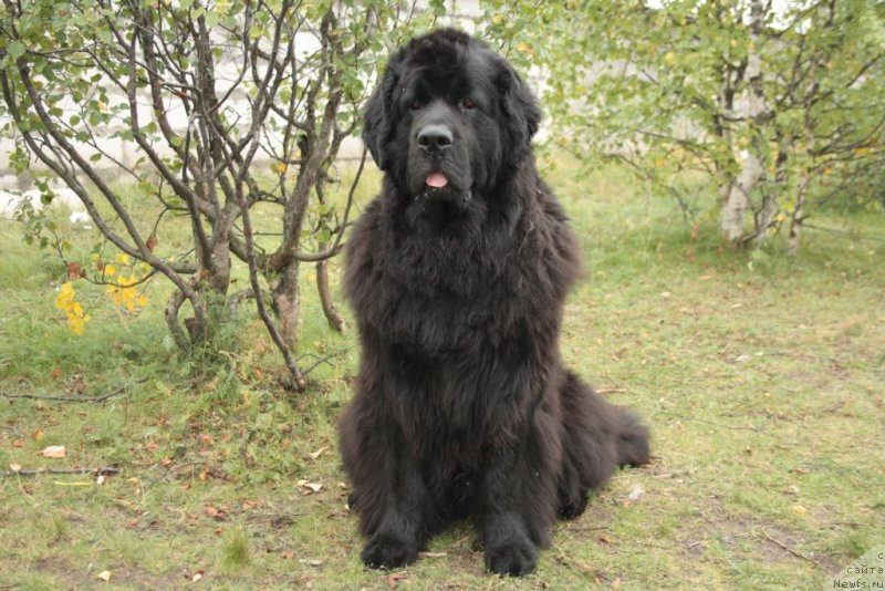 Фото: ньюфаундленд Gloriya Grand Blek (Глория Гранд Блек)