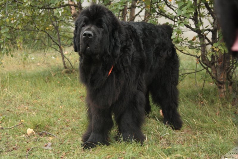 Фото: ньюфаундленд Fortuna of Giant's Island