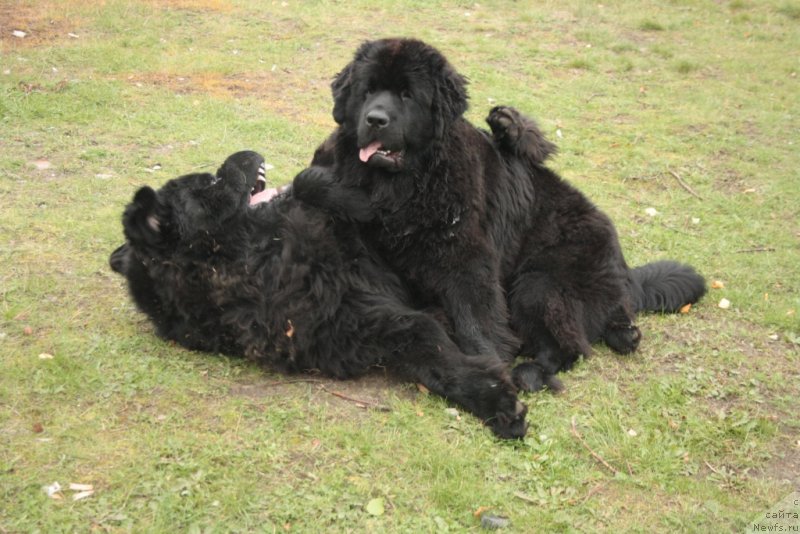Фото: ньюфаундленд Beguschaya po Volnam Zero Kool (Бегущая по Волнам Зеро Коол), ньюфаундленд YAntarnaya Mechta (Янтарная Мечта)