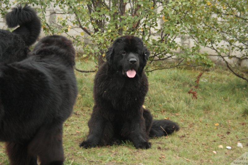 Фото: ньюфаундленд YAntarnaya Mechta (Янтарная Мечта)