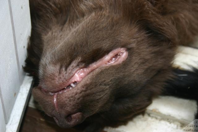 Фото: Золушка Хрустальная Туфелька