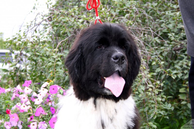 Фото: ньюфаундленд Piternyuf I'll Stand By You (Питерньюф И'лл Станд Бу Уоу)