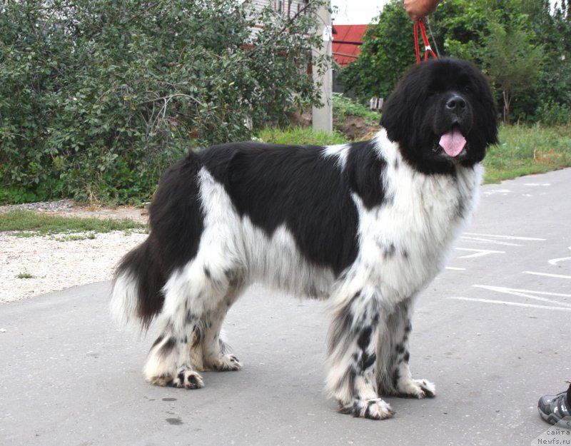 Фото: ньюфаундленд Piternyuf I'll Stand By You (Питерньюф И'лл Станд Бу Уоу)