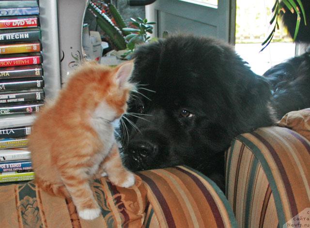 Фото: ньюфаундленд Potap Fidel' (Потап Фидель)