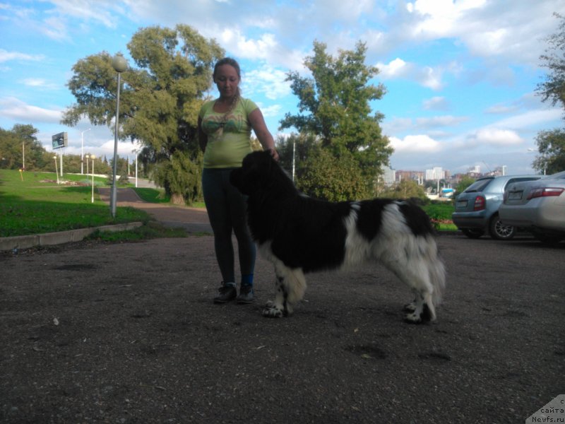 Фото: YElina YUnusova (Элина Юнусова), ньюфаундленд Plushevaya Panda Ferrero Rond Noir (Плюшевая Панда Ферреро Ронд Нуар)