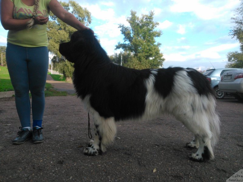 Фото: YElina YUnusova (Элина Юнусова), ньюфаундленд Plushevaya Panda Ferrero Rond Noir (Плюшевая Панда Ферреро Ронд Нуар)