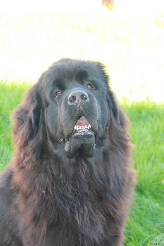Фото: ньюфаундленд N'yufort Hart Breyker (Ньюфорт Харт Брейкер)