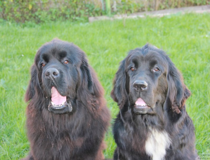 Фото: ньюфаундленд Dark Pride Vivienne (Дак Прайд Вивьен), ньюфаундленд N'yufort Hart Breyker (Ньюфорт Харт Брейкер)