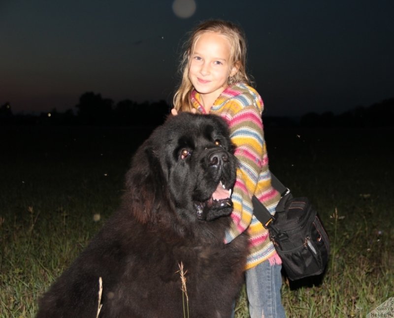 Фото: ньюфаундленд N'yufort Hart Breyker (Ньюфорт Харт Брейкер)