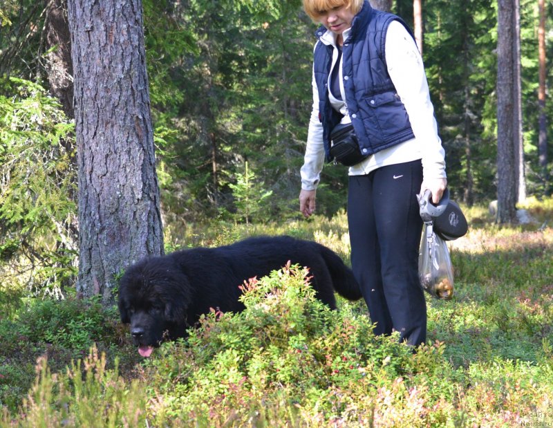 Фото: ньюфаундленд Beguschaya po Volnam Esperanto Etulo CHui (Бегущая по Волнам Есперанто Етуло Чуи), Margarita Zavackova (Маргарита Завацкова)