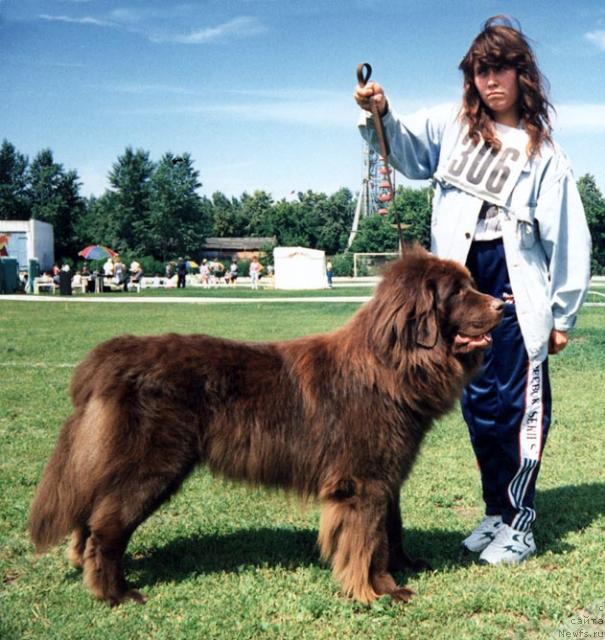 Фото: ньюфаундленд YUkki Uindi (Юкки Уинди)