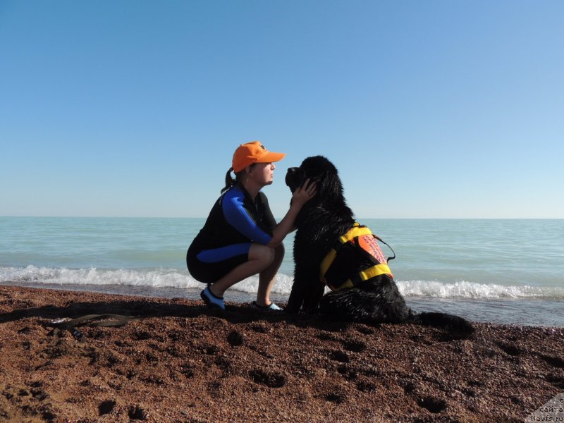 Фото: ньюфаундленд Bi Perfekt Arabella (Би Перфект Арабелла), Irina Pavlova (Ирина Павлова)