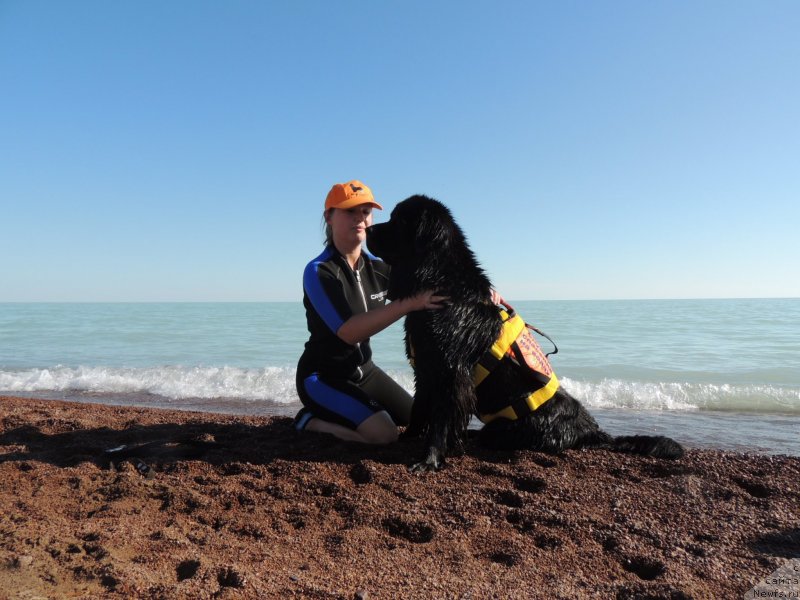 Фото: ньюфаундленд Bi Perfekt Arabella (Би Перфект Арабелла), Irina Pavlova (Ирина Павлова)