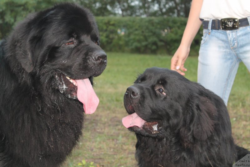 Фото: ньюфаундленд Omar SHerif (Омар Шериф), ньюфаундленд Akvian Song Insayd Mi Vord (Аквиан Сонг Инсайд Ми Ворд)