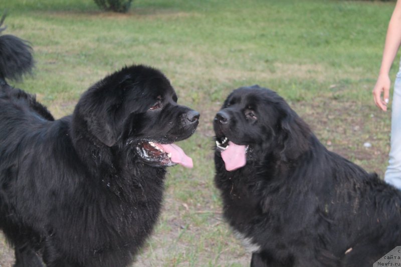 Фото: ньюфаундленд Omar SHerif (Омар Шериф), ньюфаундленд Akvian Song Insayd Mi Vord (Аквиан Сонг Инсайд Ми Ворд)