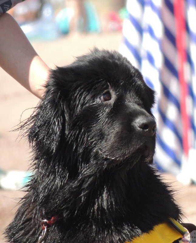 Фото: ньюфаундленд Bi Perfekt Arabella (Би Перфект Арабелла)