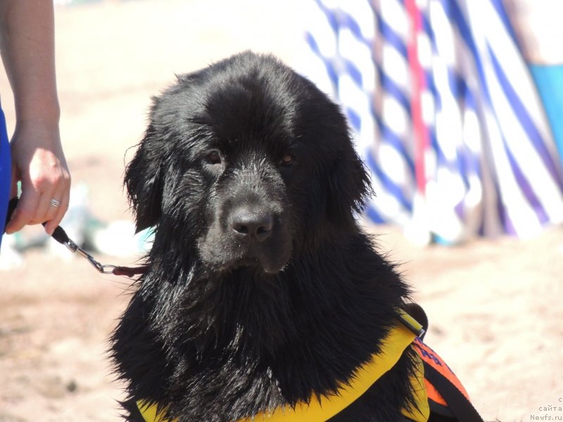 Фото: ньюфаундленд Bi Perfekt Arabella (Би Перфект Арабелла)