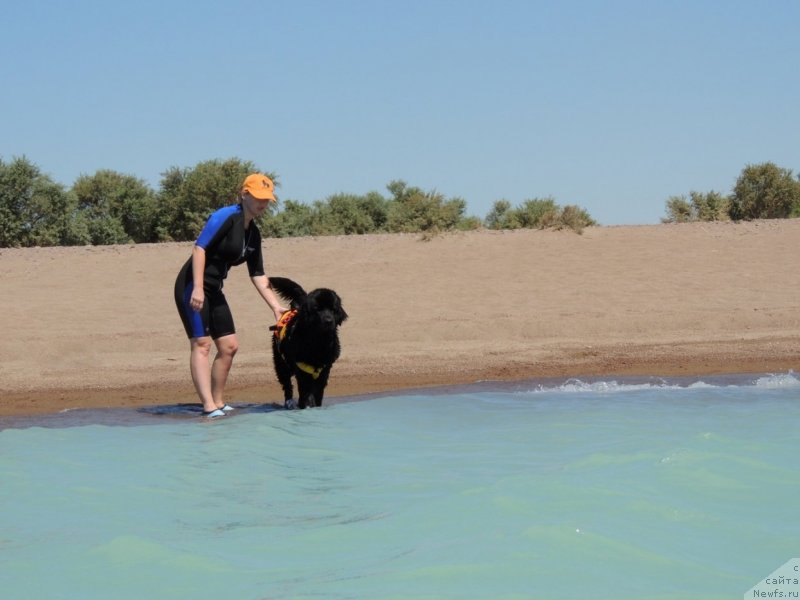 Фото: ньюфаундленд Bi Perfekt Arabella (Би Перфект Арабелла), Irina Pavlova (Ирина Павлова)