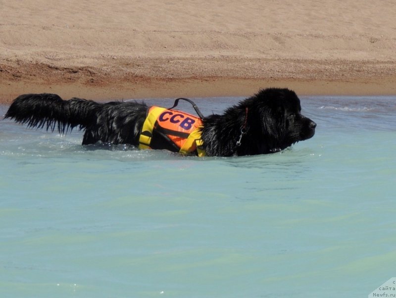 Фото: ньюфаундленд Bi Perfekt Arabella (Би Перфект Арабелла)