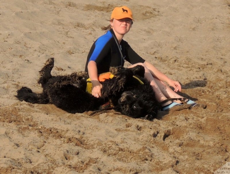 Фото: ньюфаундленд Bi Perfekt Arabella (Би Перфект Арабелла), Irina Pavlova (Ирина Павлова)