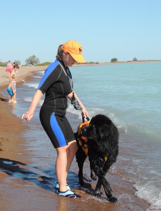 Фото: ньюфаундленд Bi Perfekt Arabella (Би Перфект Арабелла), Irina Pavlova (Ирина Павлова)