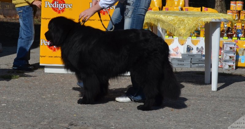 Фото: ньюфаундленд Vashington (Вашингтон)