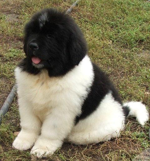 Фото: ньюфаундленд Plushevaya Panda Schelkovaja Belaja Notsch (Плюшевая Панда Шелковая Белая Ночь)