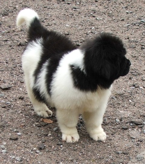 Фото: ньюфаундленд Plushevaya Panda Schelkovaja Belaja Notsch (Плюшевая Панда Шелковая Белая Ночь)