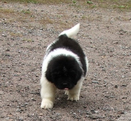 Фото: ньюфаундленд Plushevaya Panda Schelkovaja Belaja Notsch (Плюшевая Панда Шелковая Белая Ночь)