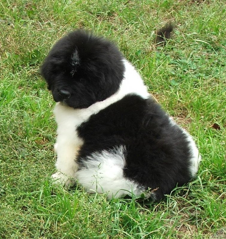 Фото: ньюфаундленд Plushevaya Panda Schelkovaja Belaja Notsch (Плюшевая Панда Шелковая Белая Ночь)