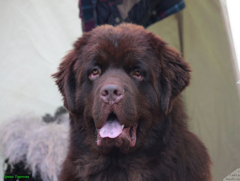 Фото: ньюфаундленд Charmer Denkam Bronze (Чармер Денкам Бронз)