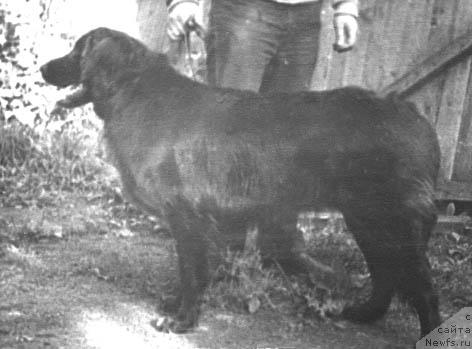 Фото: ньюфаундленд Ladjeri (Ладжери)