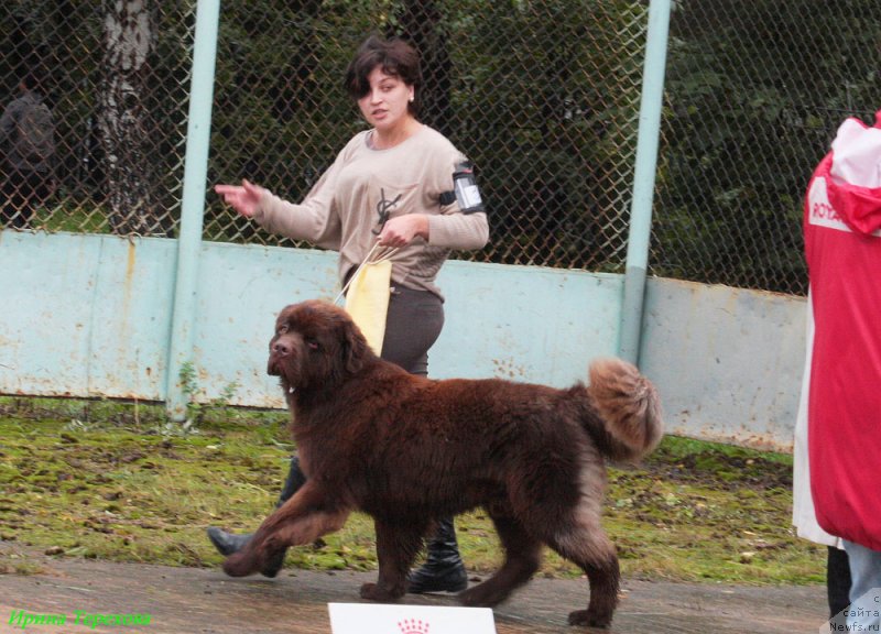 Фото: ньюфаундленд Charmer Denkam Bronze (Чармер Денкам Бронз), Катя