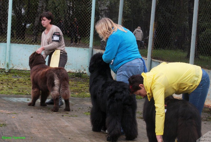 Фото: ньюфаундленд Charmer Denkam Bronze (Чармер Денкам Бронз)