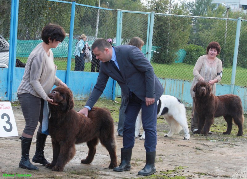 Фото: ньюфаундленд Charmer Denkam Bronze (Чармер Денкам Бронз)