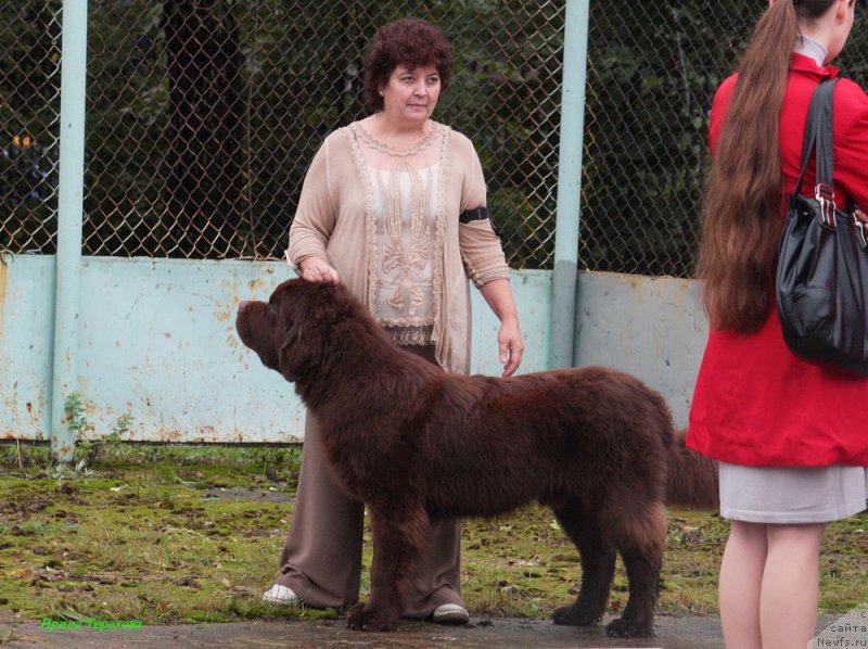 Фото: ньюфаундленд Charli The Best Helfi Pel (Чарли Де Бест Хелфи Пэл), Elena SHmeleva (Елена Шмелева)