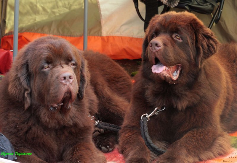 Фото: ньюфаундленд Charli The Best Helfi Pel (Чарли Де Бест Хелфи Пэл), ньюфаундленд Charmer Denkam Bronze (Чармер Денкам Бронз)