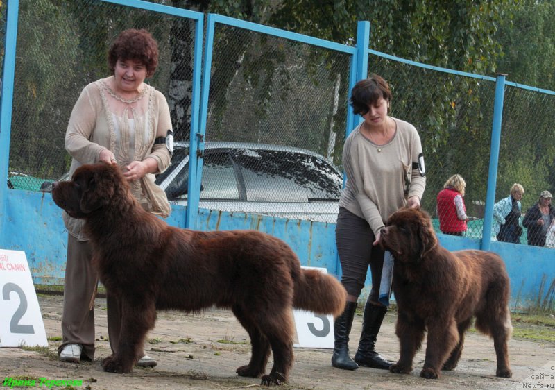Фото: ньюфаундленд Charli The Best Helfi Pel (Чарли Де Бест Хелфи Пэл), ньюфаундленд Charmer Denkam Bronze (Чармер Денкам Бронз)