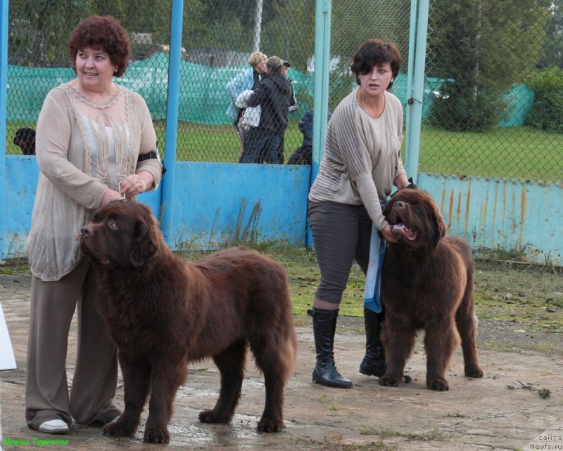 Фото: ньюфаундленд Charli The Best Helfi Pel (Чарли Де Бест Хелфи Пэл), ньюфаундленд Charmer Denkam Bronze (Чармер Денкам Бронз)