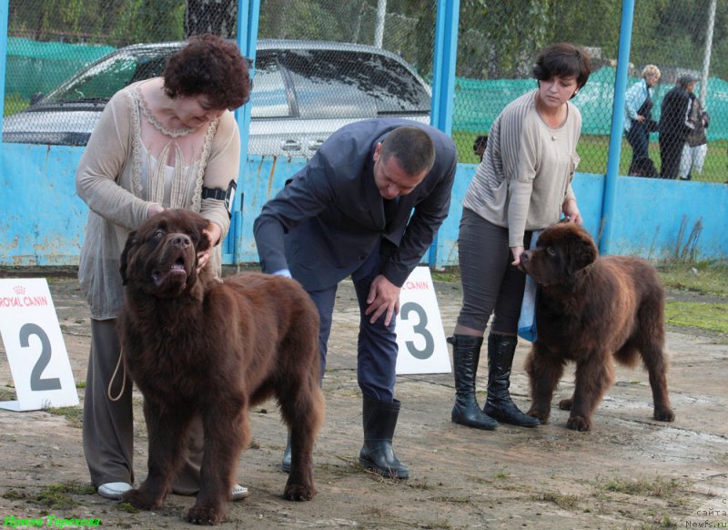 Фото: ньюфаундленд Charli The Best Helfi Pel (Чарли Де Бест Хелфи Пэл), ньюфаундленд Charmer Denkam Bronze (Чармер Денкам Бронз)