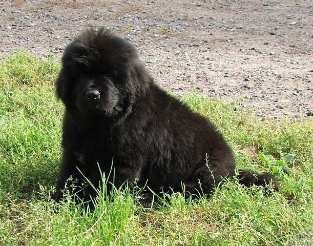 Фото: ньюфаундленд Plushevaya Panda Schokolad de Ljuks (Плюшевая Панда Шоколад де Люкс)